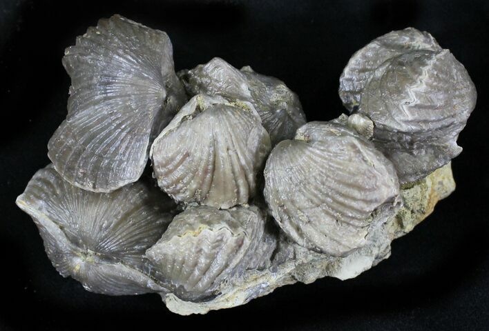 Awesome Platystrophia Brachiopod Cluster - Kentucky #23289